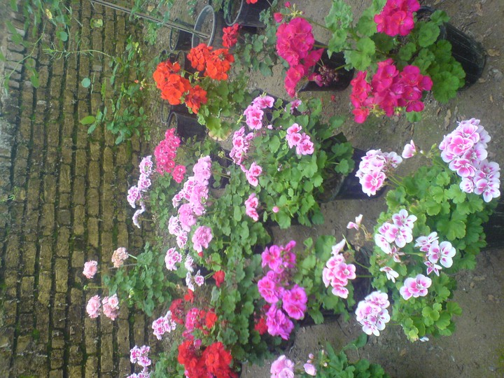 flowers