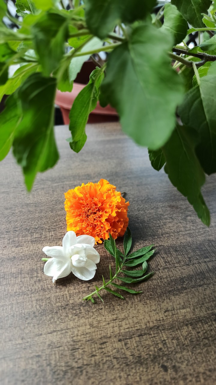 India's Independence Day