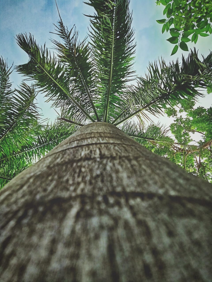 coconut tree