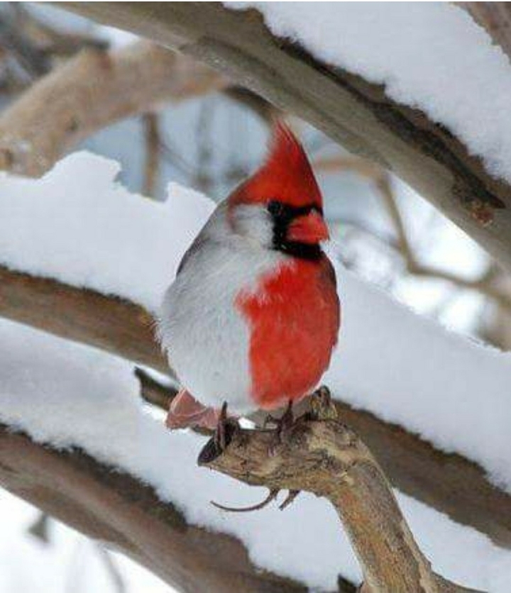 Have you ever seen like this beautiful bird 