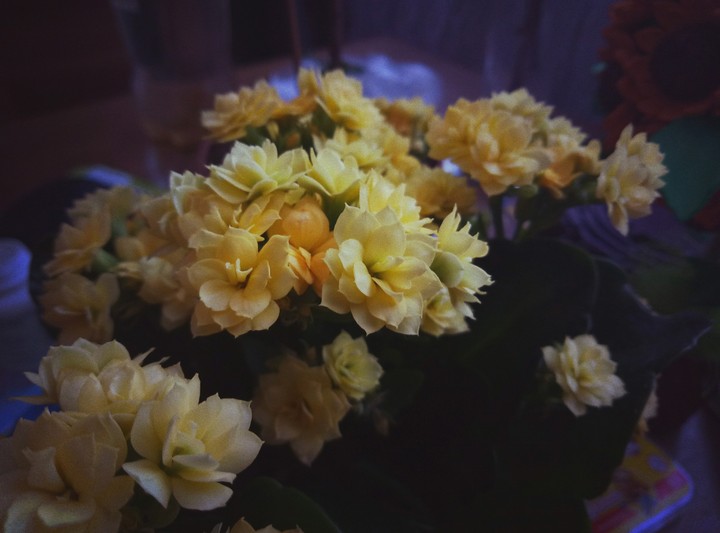 flower
