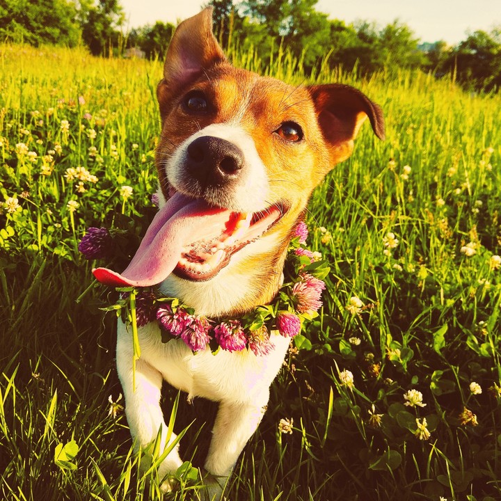 jack rassel terrier