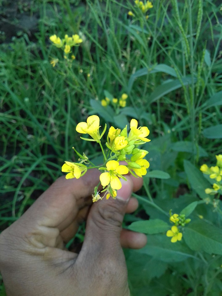 flower