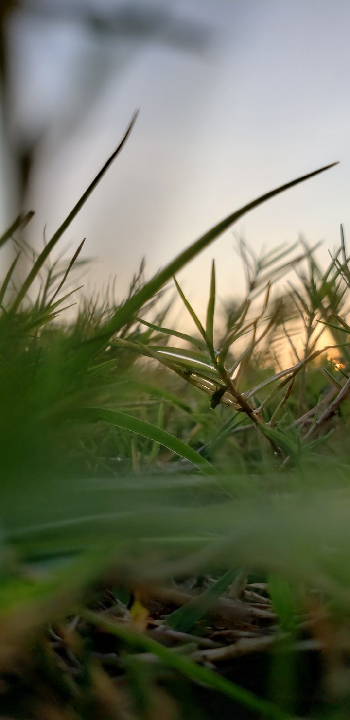 grassy
