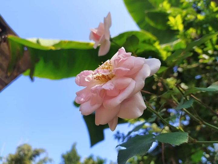 flower photography