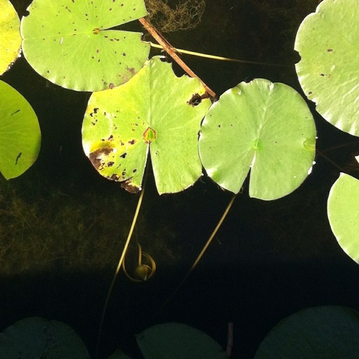 lily pads