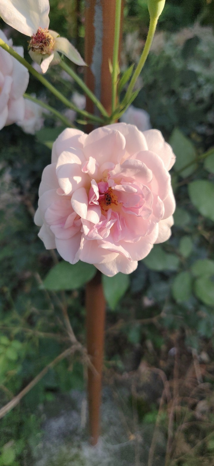 rose