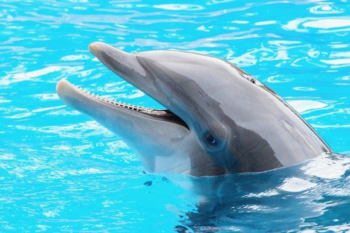 Dolphin