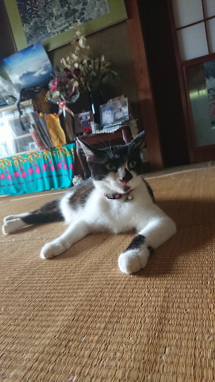 そぼろちゃん