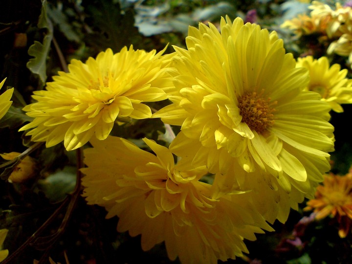 گل داودی