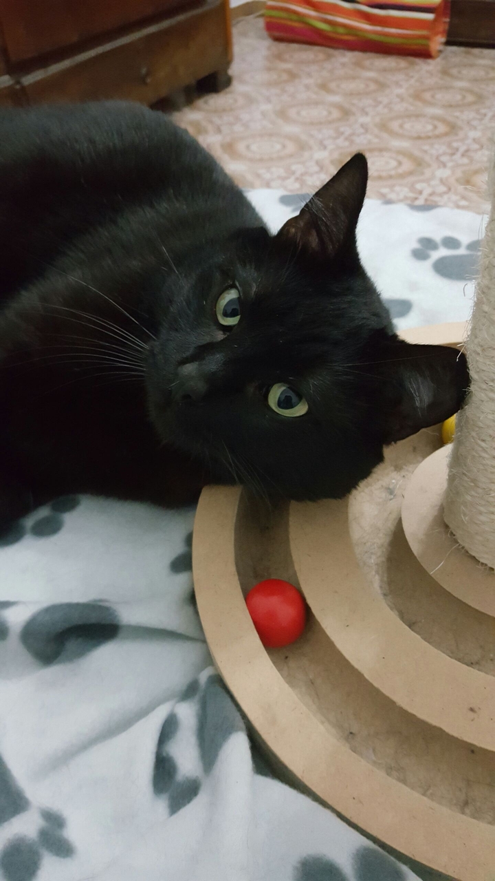 Felix