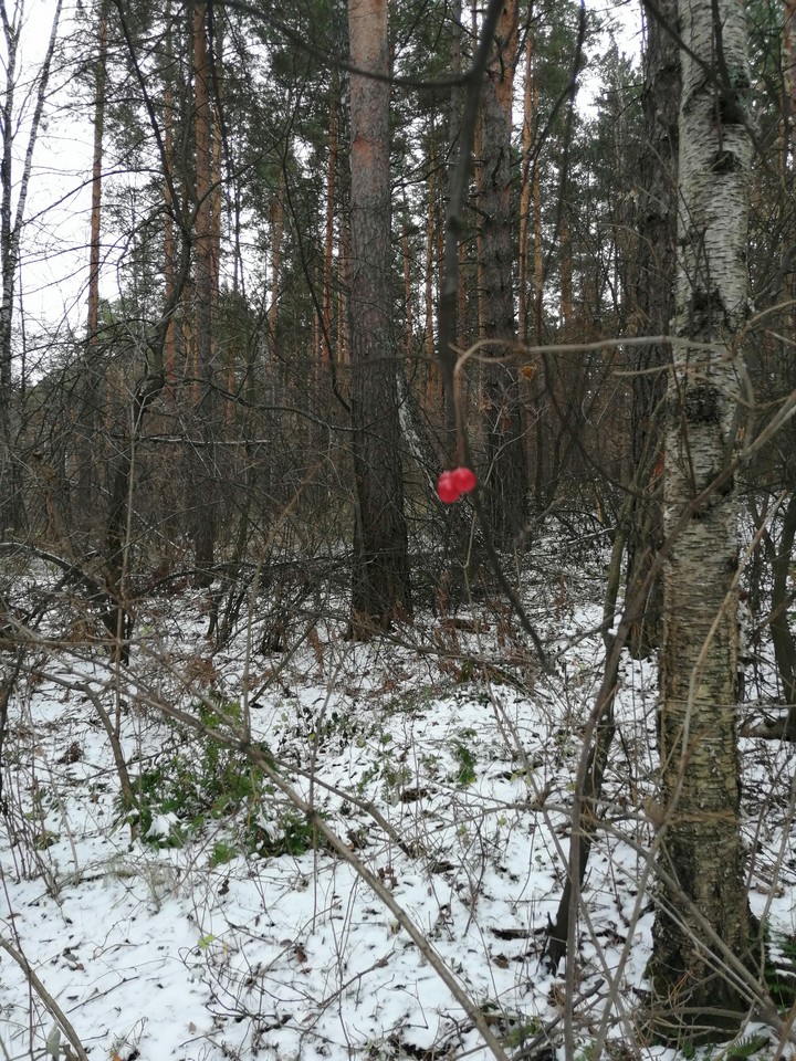 снег