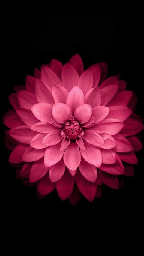 flora, flower壁紙