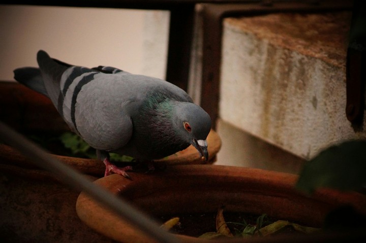 The bird