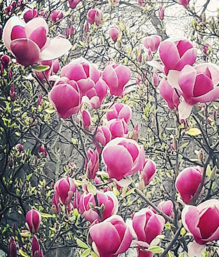 Magnolia 6