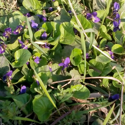 spring