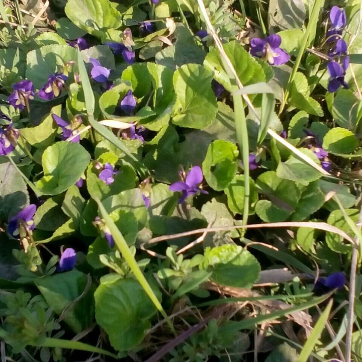 spring
