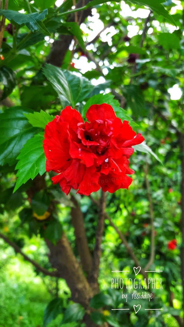 flower