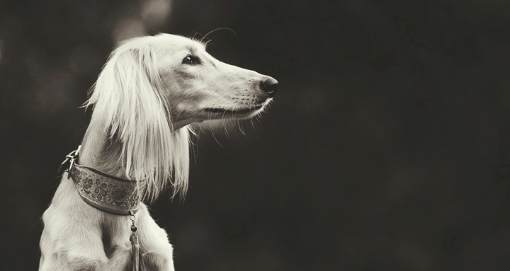 Saluki