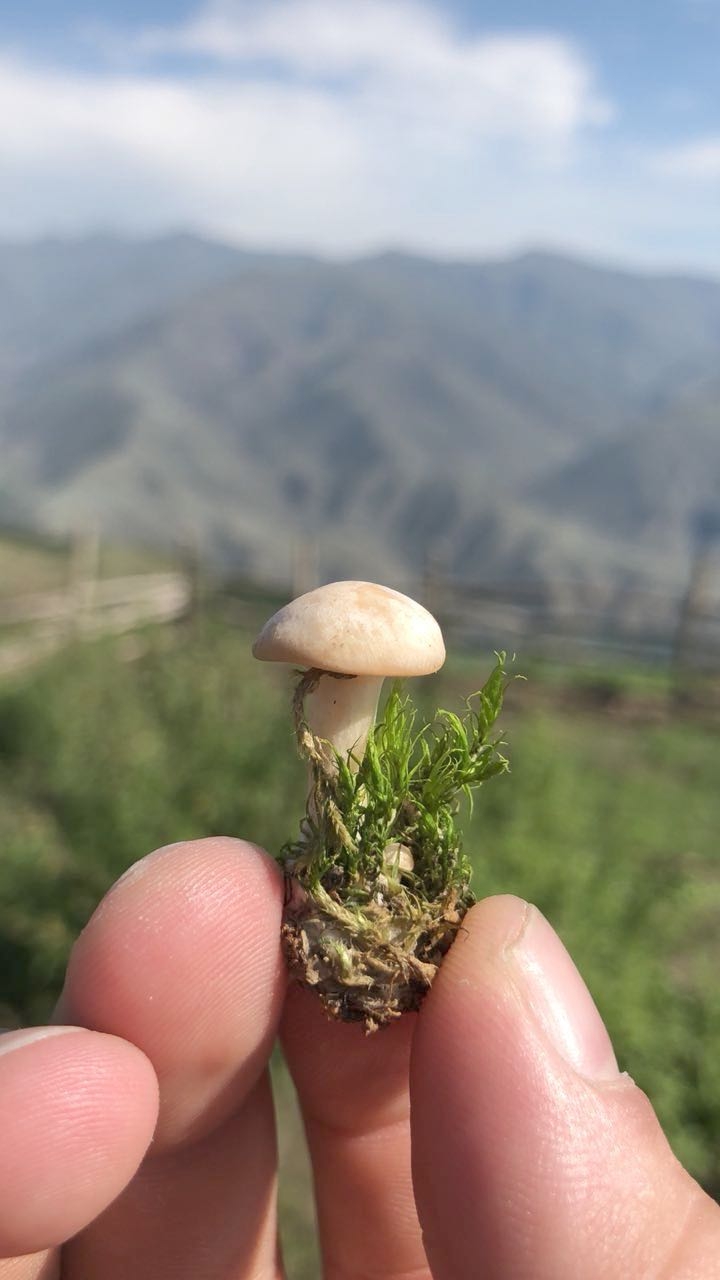 mushroom