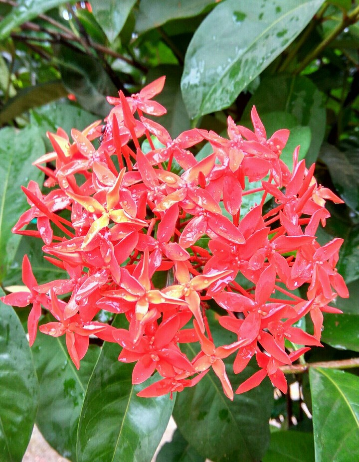 Red blossom..