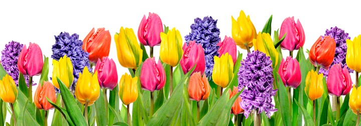 fiori fiori