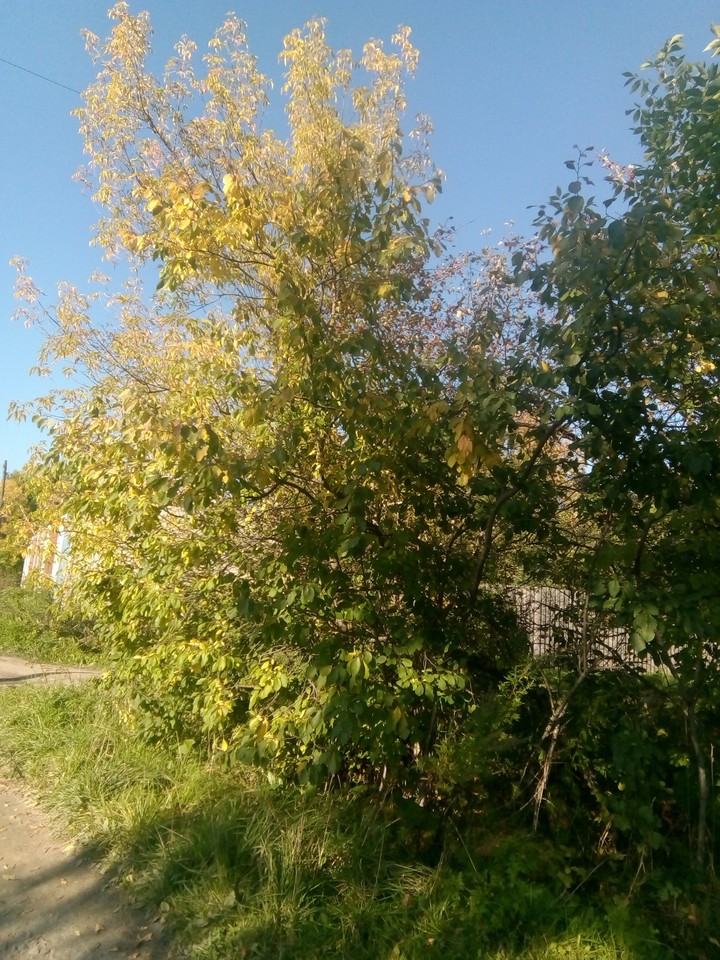 осень