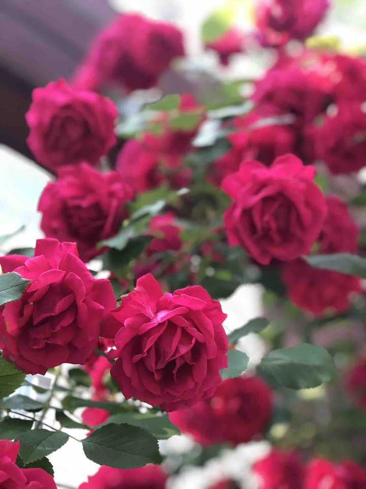Roses