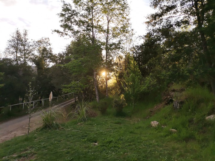 Bosque
