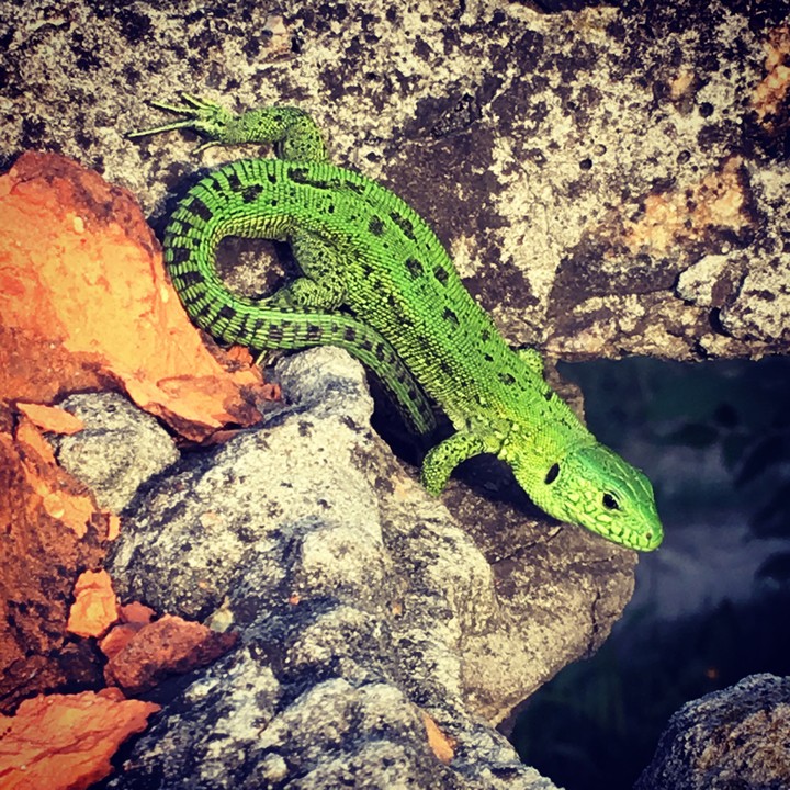 Lizard
