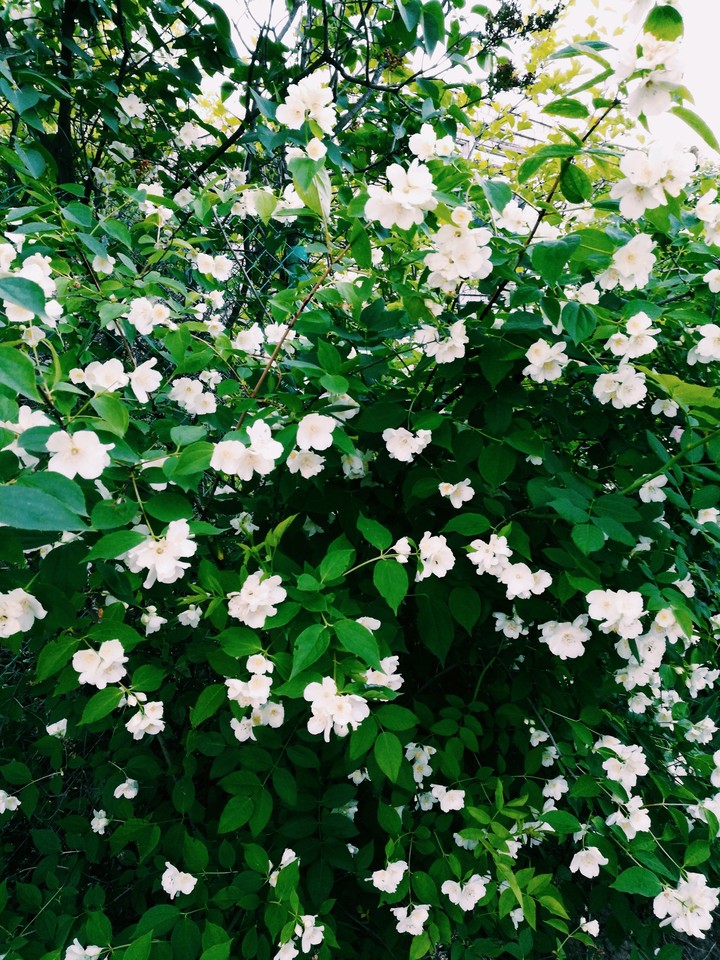 jasmine