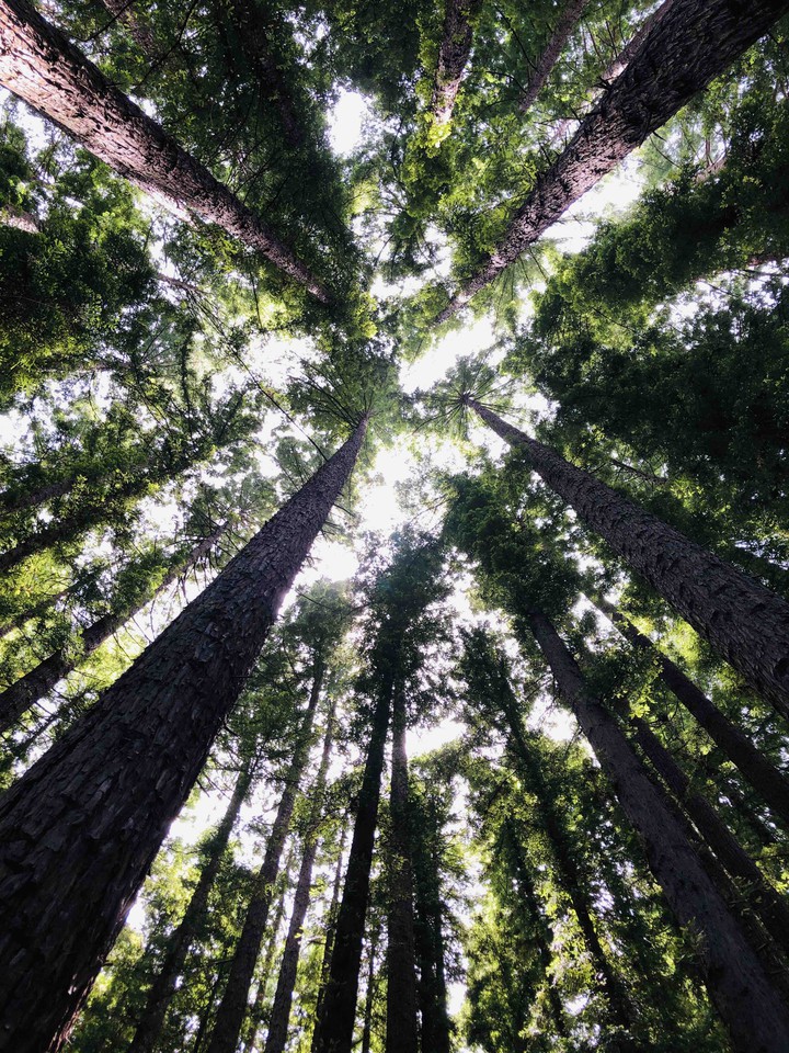 Red wood forest 2#Melbourne