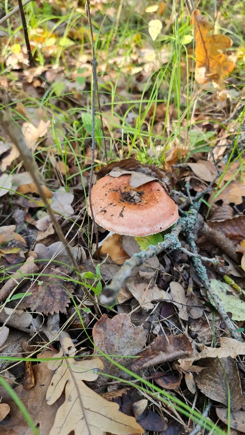 agaricaceae, grass achtergronden