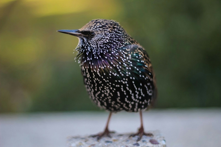 Bird