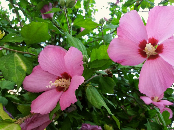 Hibiscus
