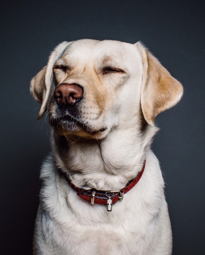 Cute dog