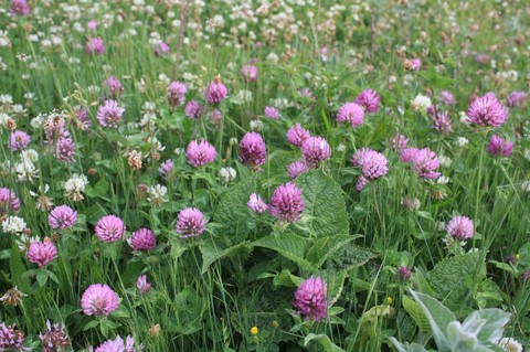 шпалери wildflower, purple