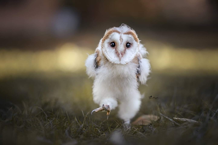 Baby Eule