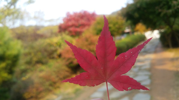 leaf from nature