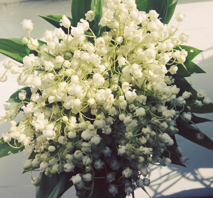 may-lily