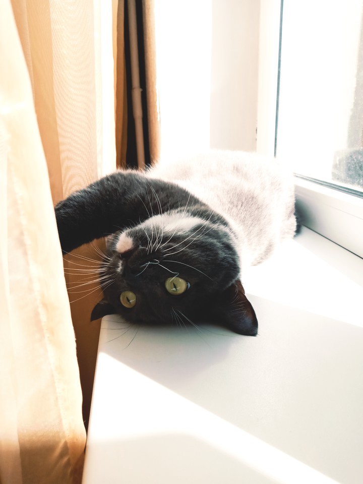 cat