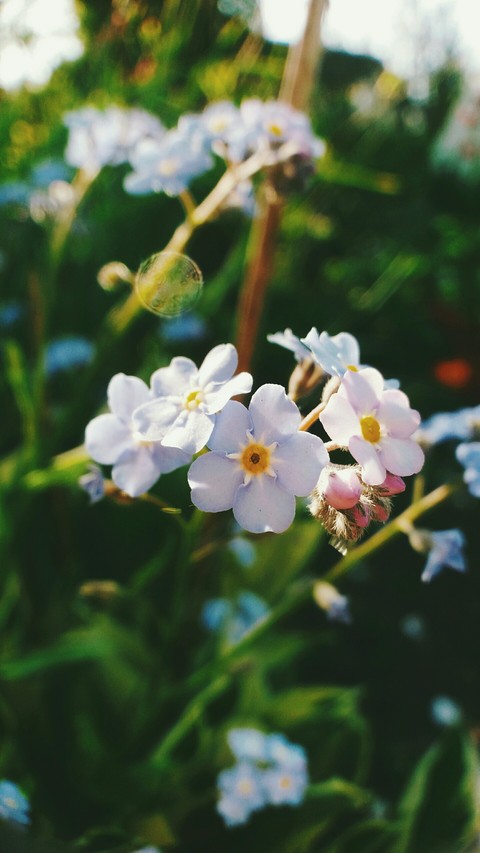 do-not-forget-me