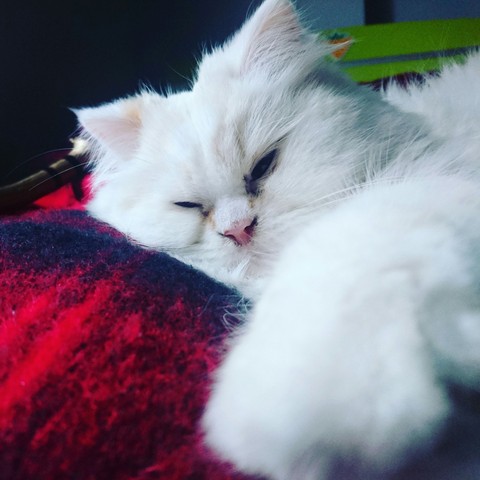 cat cat cat