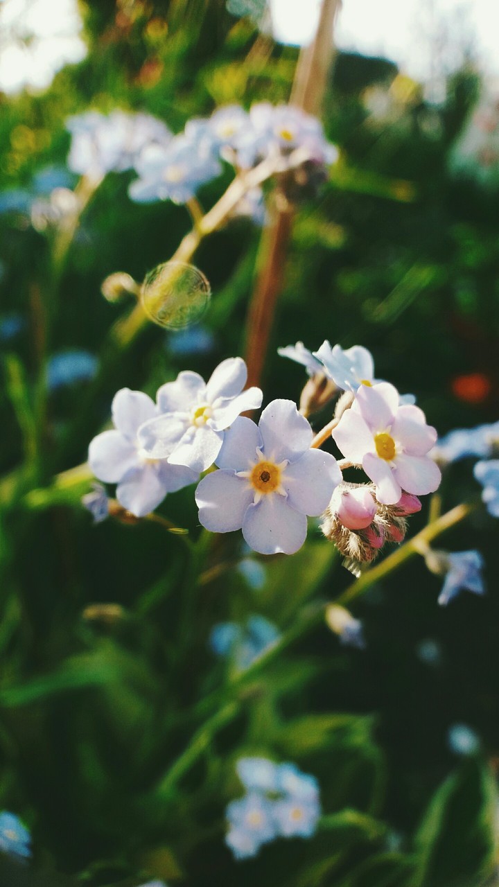 do-not-forget-me