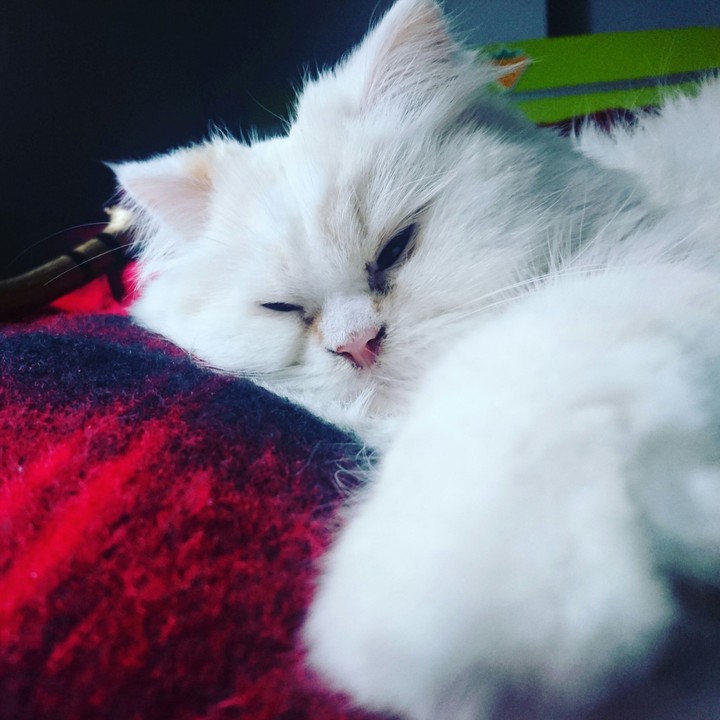 cat cat cat