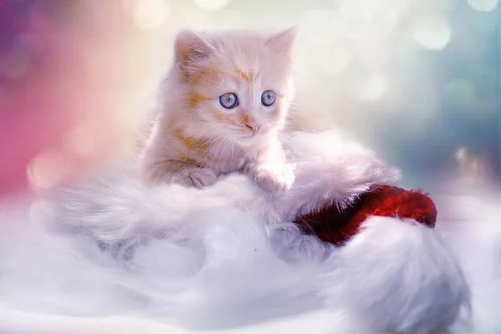 ♥️ Christmas  Forever