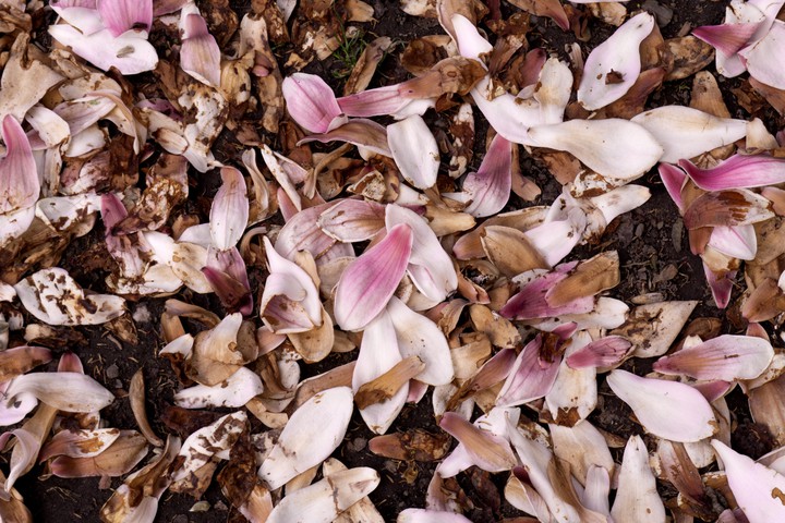 tulipánfa szirom