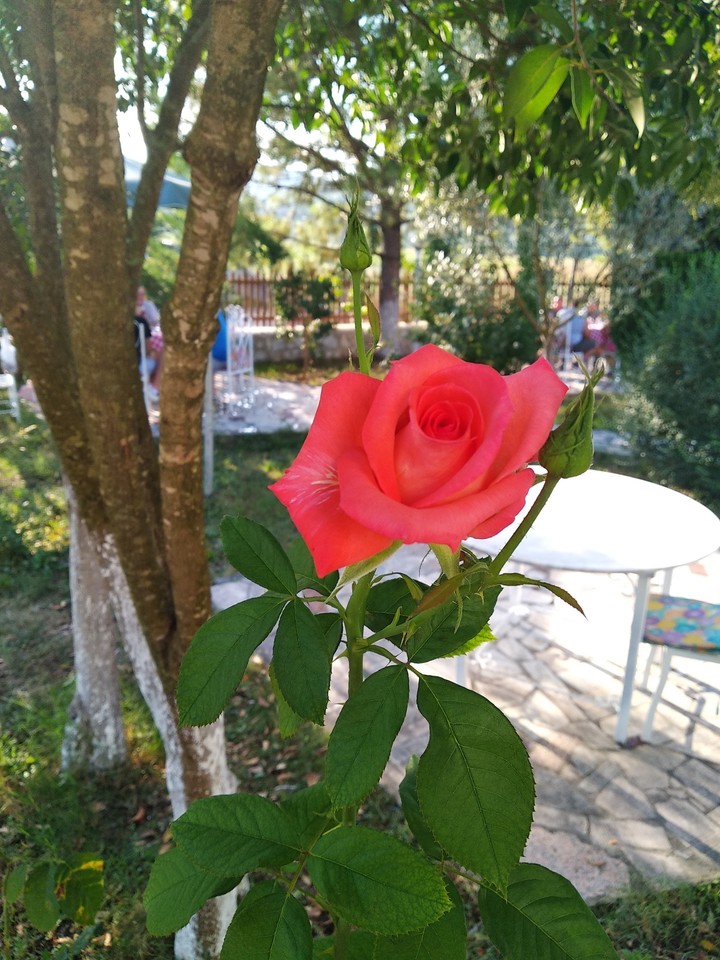 A red rose..