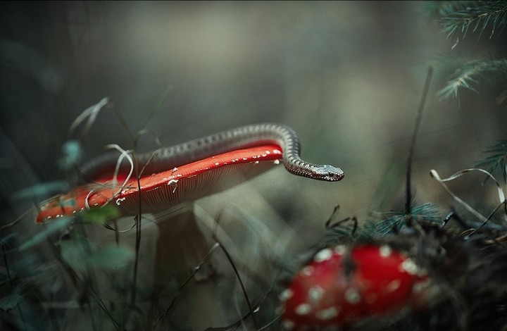 Forest world