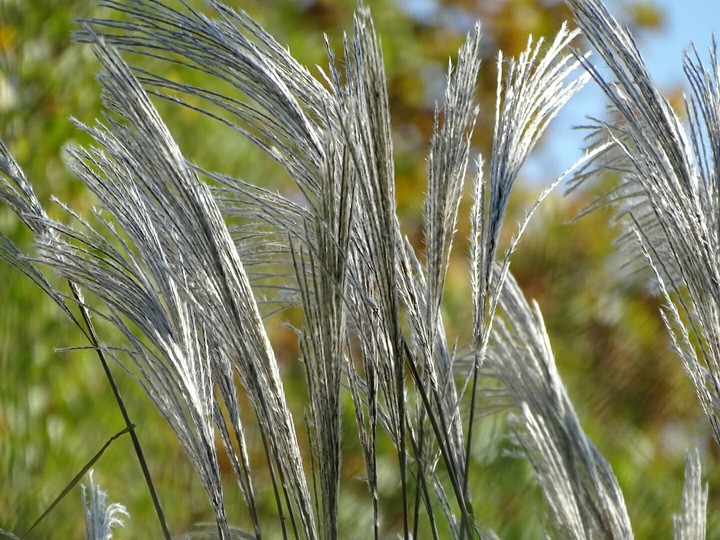 silver grasses